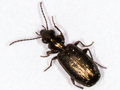 Syntomus foveatus
